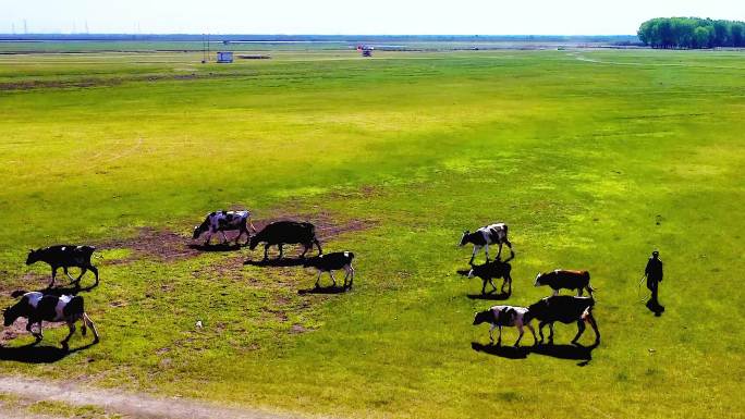 梅里斯哈拉新村草原放牧奶牛航拍