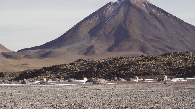 在玻利维亚安第斯山脉alplano高海拔的Licancabur火山脚下，一群骆马正沿着lguna b