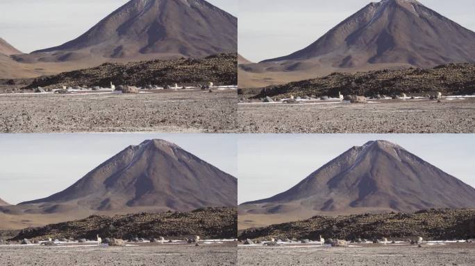 在玻利维亚安第斯山脉alplano高海拔的Licancabur火山脚下，一群骆马正沿着lguna b