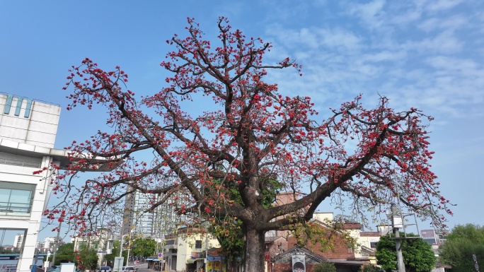 中国广东省佛山市顺德区新滘水闸木棉花