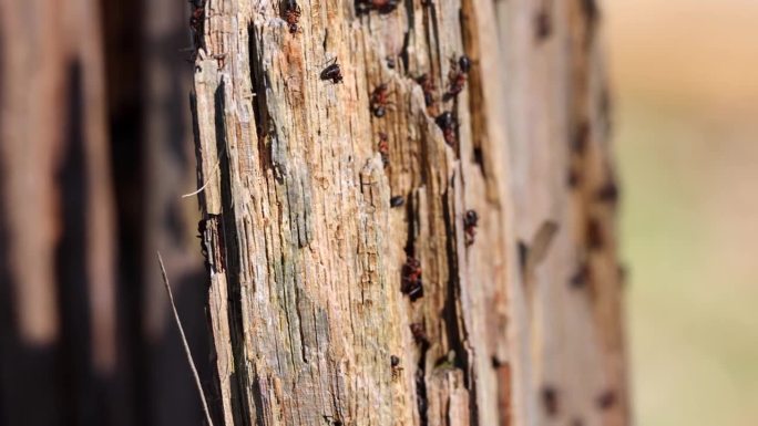 木蚁在枯树上筑巢