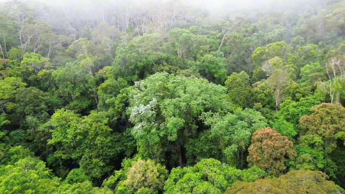 巴布亚新几内亚原始树林航拍