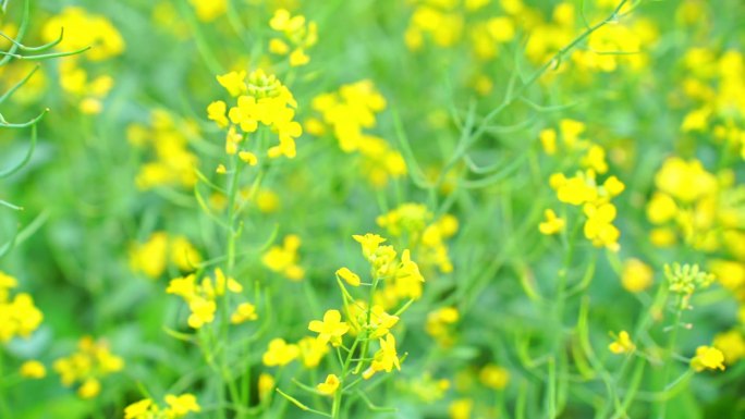 油菜花花海