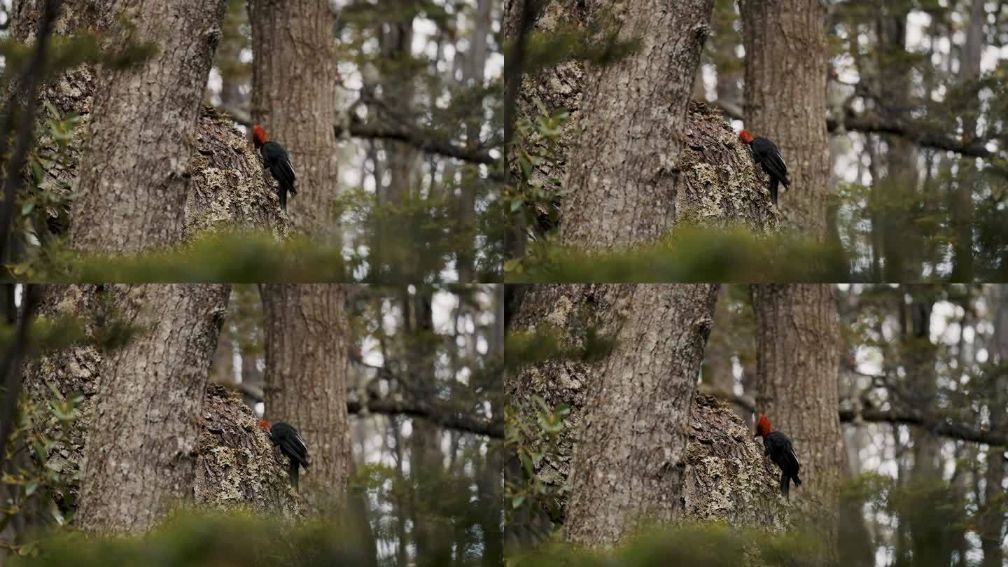 麦哲伦啄木鸟(Campephilus magellanicus)在阿根廷火地岛的树干上打洞。-广角镜