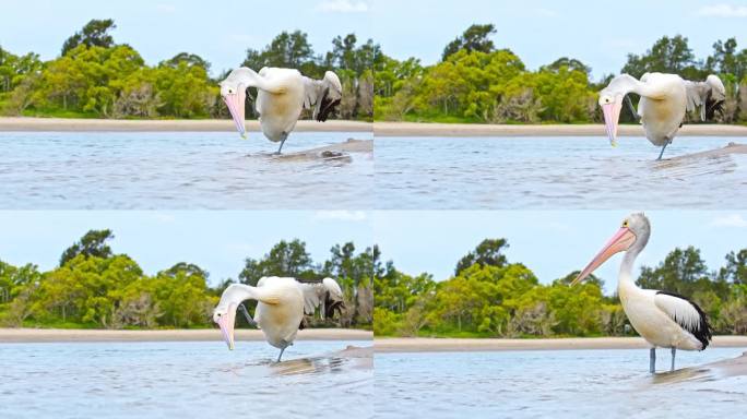 澳洲鹈鹕:一种长着大喙的大型水鸟，这只动物站在河边的水里。
