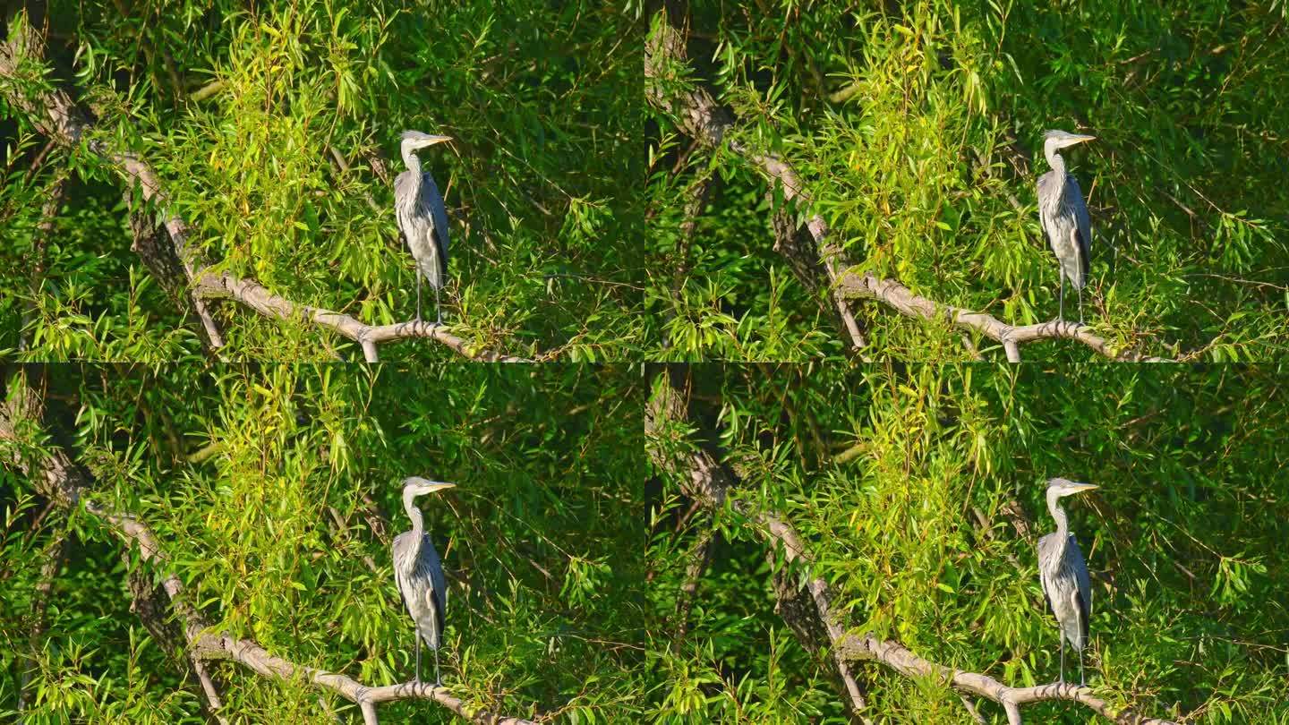 灰鹭(Ardea cinerea)，一种有着灰色羽毛的大型水鸟，一只小鸟站在绿叶中的树枝上。