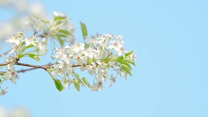 4K 梨花树 梨花