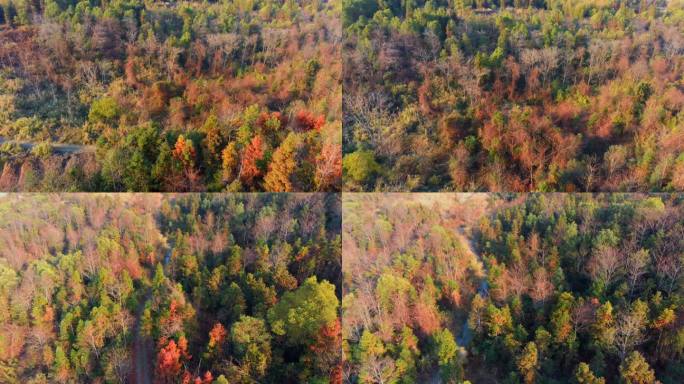 4k色彩斑斓的秋天林间枫叶小路航拍