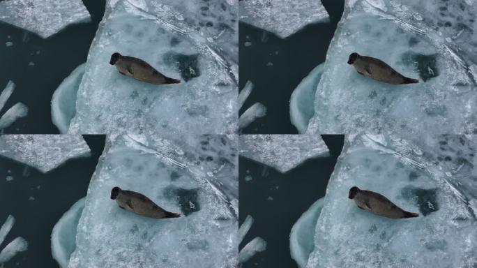 冰岛北极圈瓦特冰川国家公园蓝冰海豹航拍