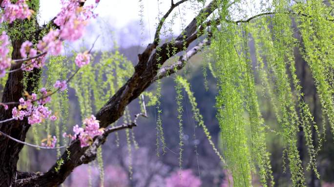 （慢镜）春风吹动樱花垂柳桃红柳绿