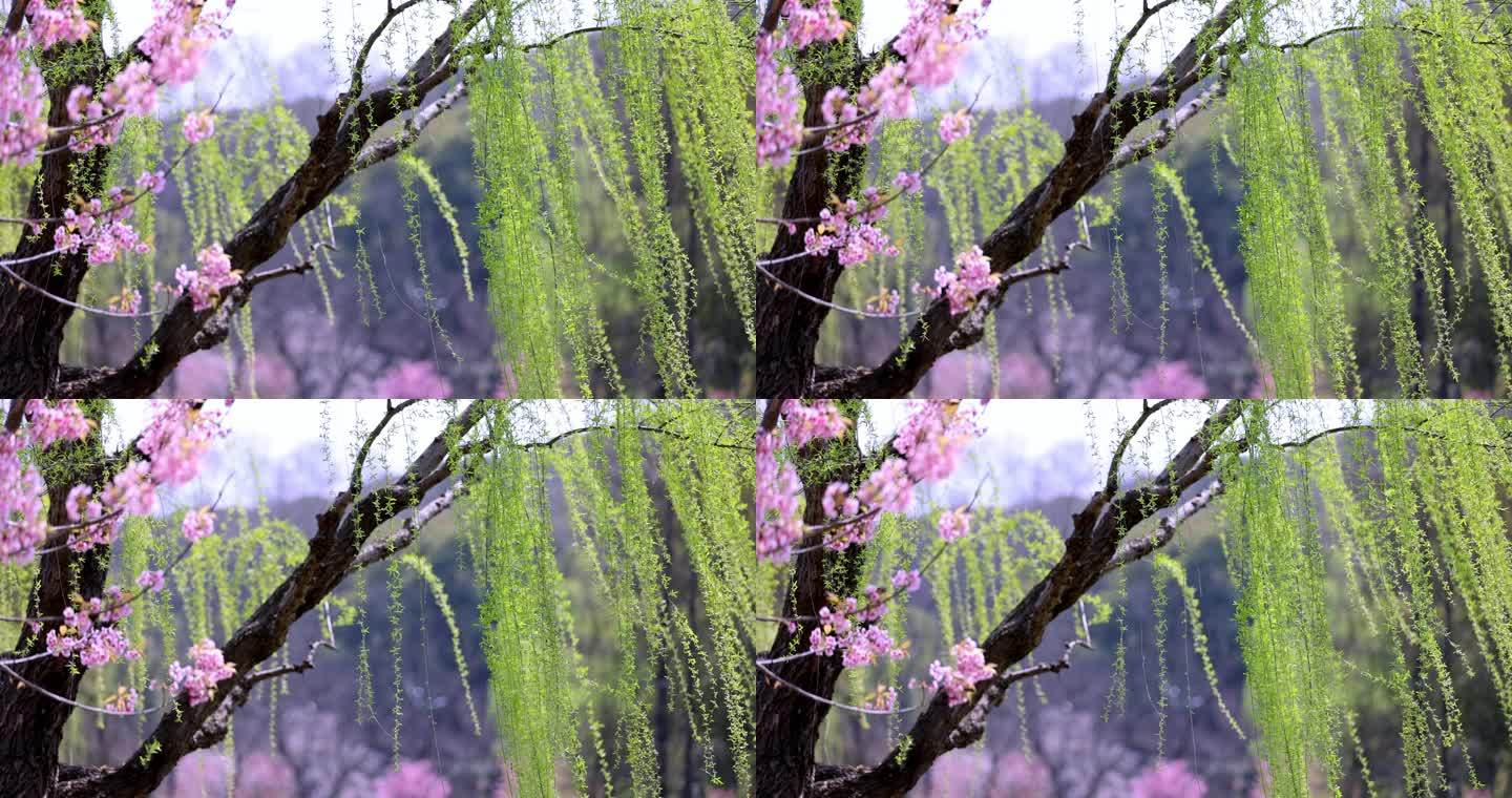 （慢镜）春风吹动樱花垂柳桃红柳绿