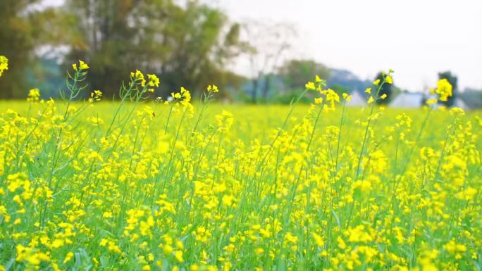 油菜花花海