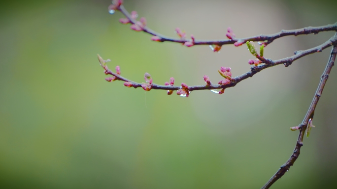 春雨清明二十四节气万物复苏