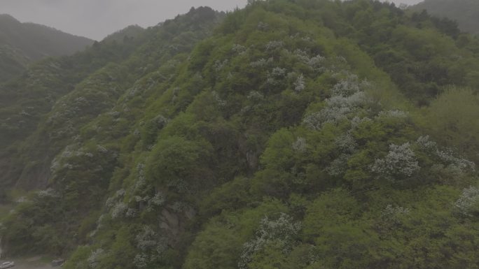 翠华山 航拍 山中林木