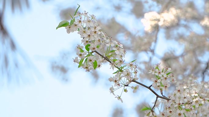 4K 梨花树 梨花