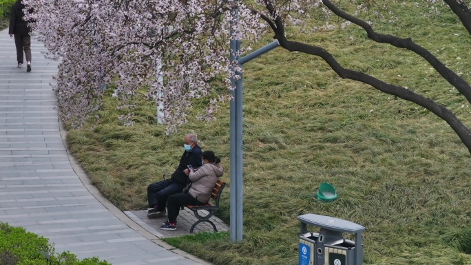 2024年西安新纪元公园春天开花紫叶李