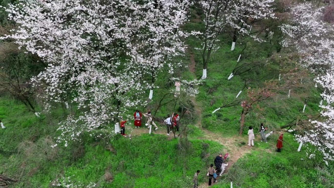 樱花盛开吸引游客打卡拍照