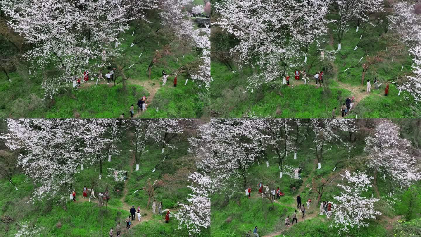 樱花盛开吸引游客打卡拍照