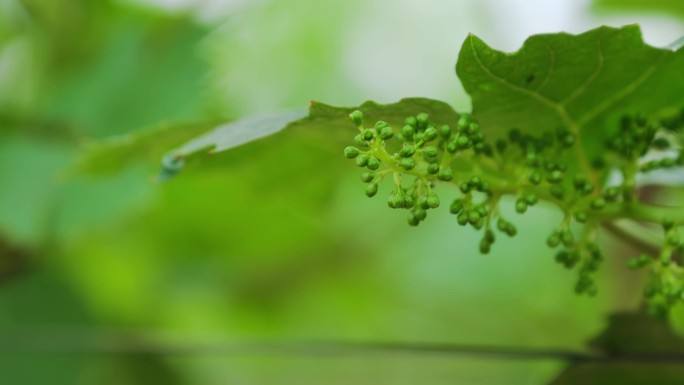 春天来了葡萄花开时