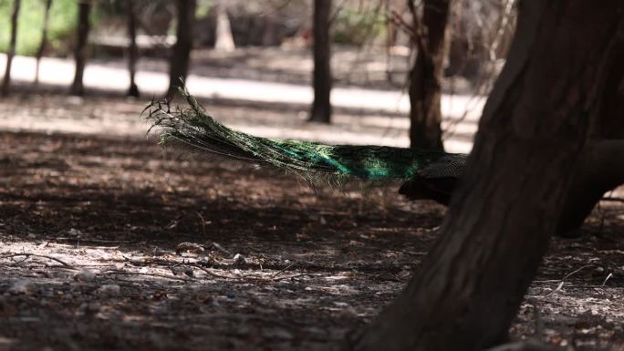 在阿联酋阿布扎比的Sir Bani Yas岛，色彩斑斓的雄孔雀在大自然中漫步