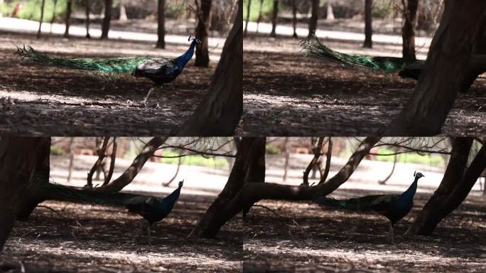 在阿联酋阿布扎比的Sir Bani Yas岛，色彩斑斓的雄孔雀在大自然中漫步