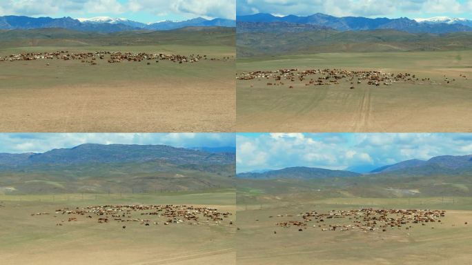 新疆牧场放羊羊群
