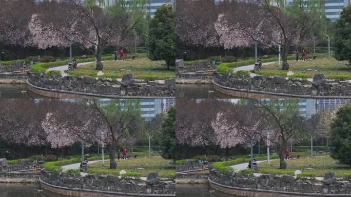 2024年西安新纪元公园春天开花紫叶李