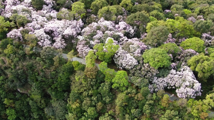 航拍深圳梧桐山杜鹃花