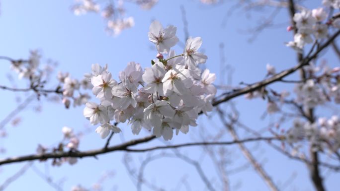 樱花季