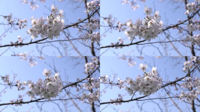 樱花季