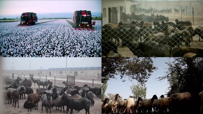 新疆农田、羊圈、收获季节、香梨、老素材