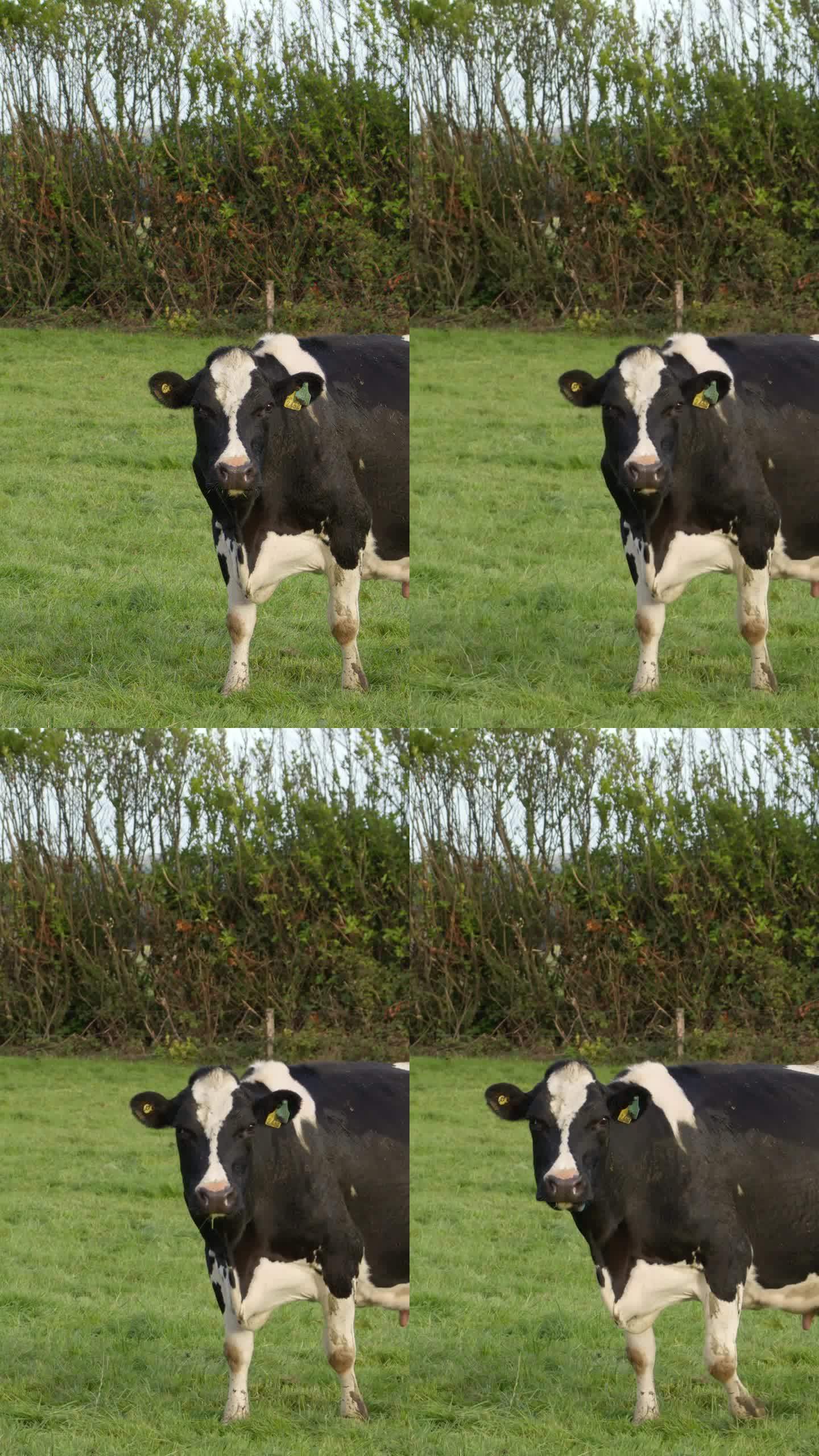 一头黑白相间的奶牛在咀嚼着食物，目不转睛地盯着画面。垂直视频。