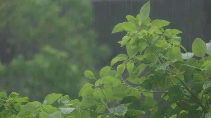 树枝树叶狂风暴雨刮风下雨倾盆大雨下雨天雨