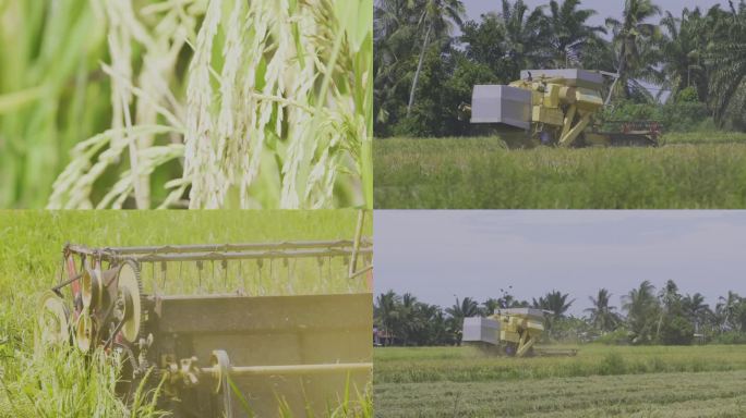 马来西亚水稻 水稻收割 丰收 稻田落日