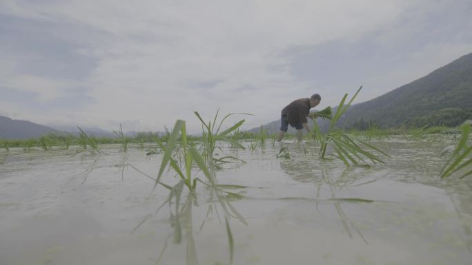 龙脊梯田插秧 插秧 水稻 水稻灌溉