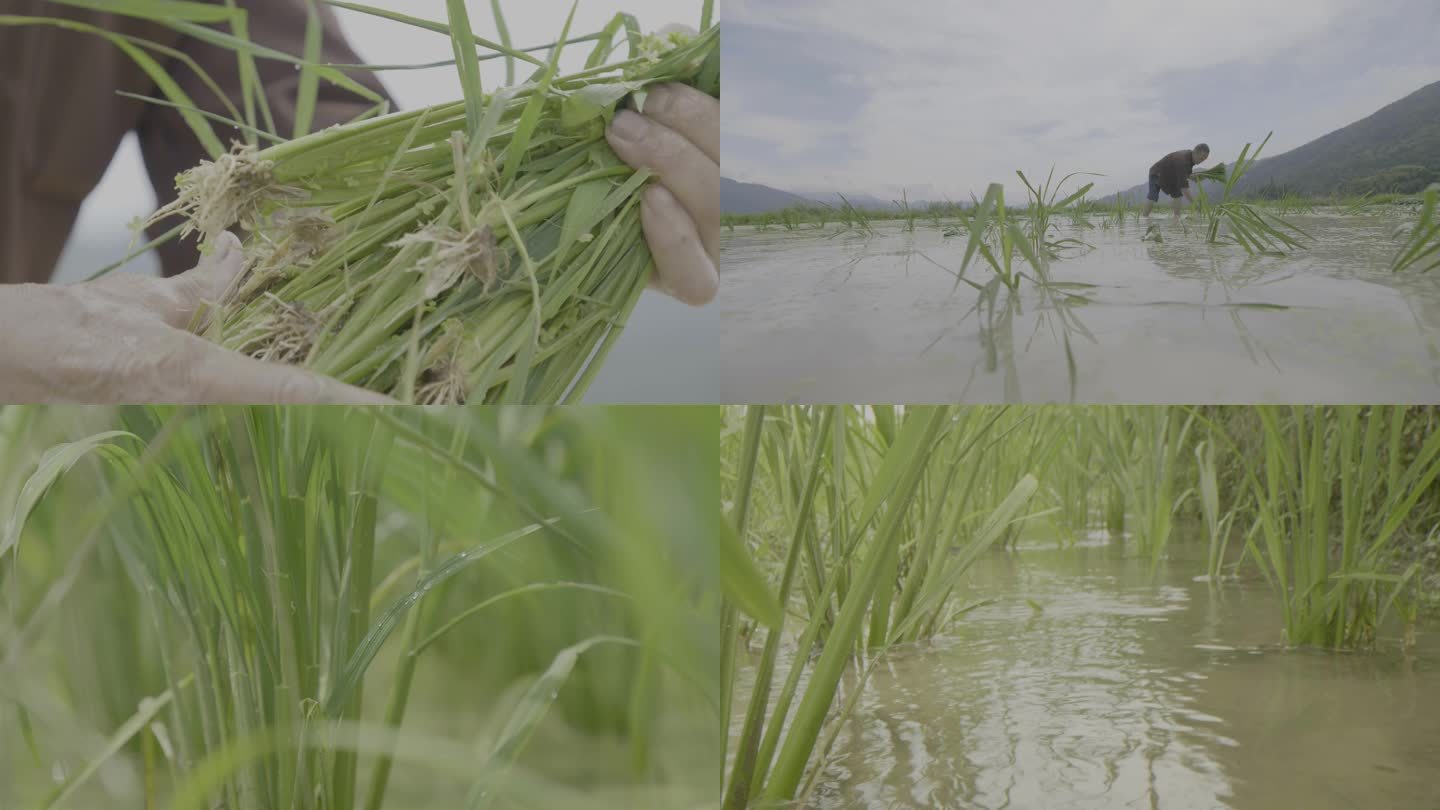 龙脊梯田插秧 插秧 水稻 水稻灌溉