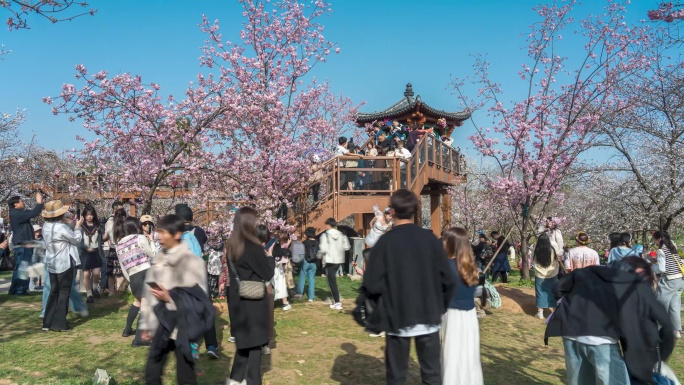 东湖樱花园空中栈道赏花