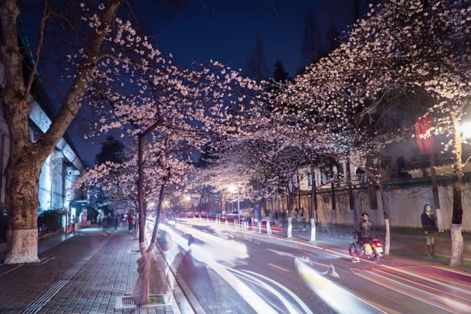 鸡鸣寺樱花大道夜景延时