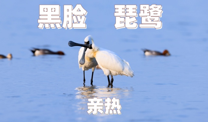 深圳湾黑脸琵鹭互相清理羽毛