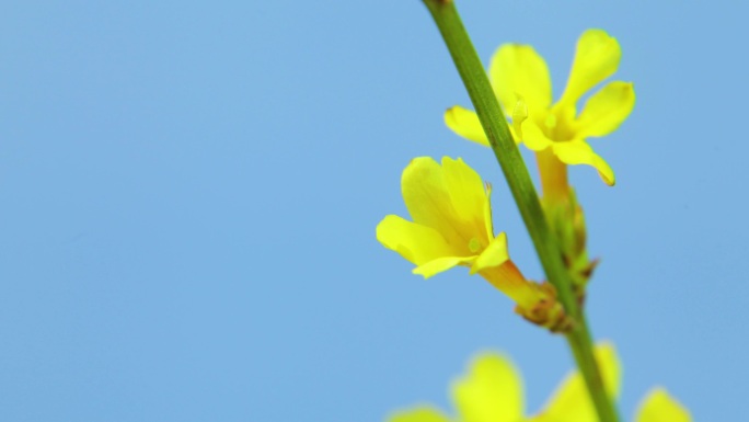 迎春花开 黄色小花