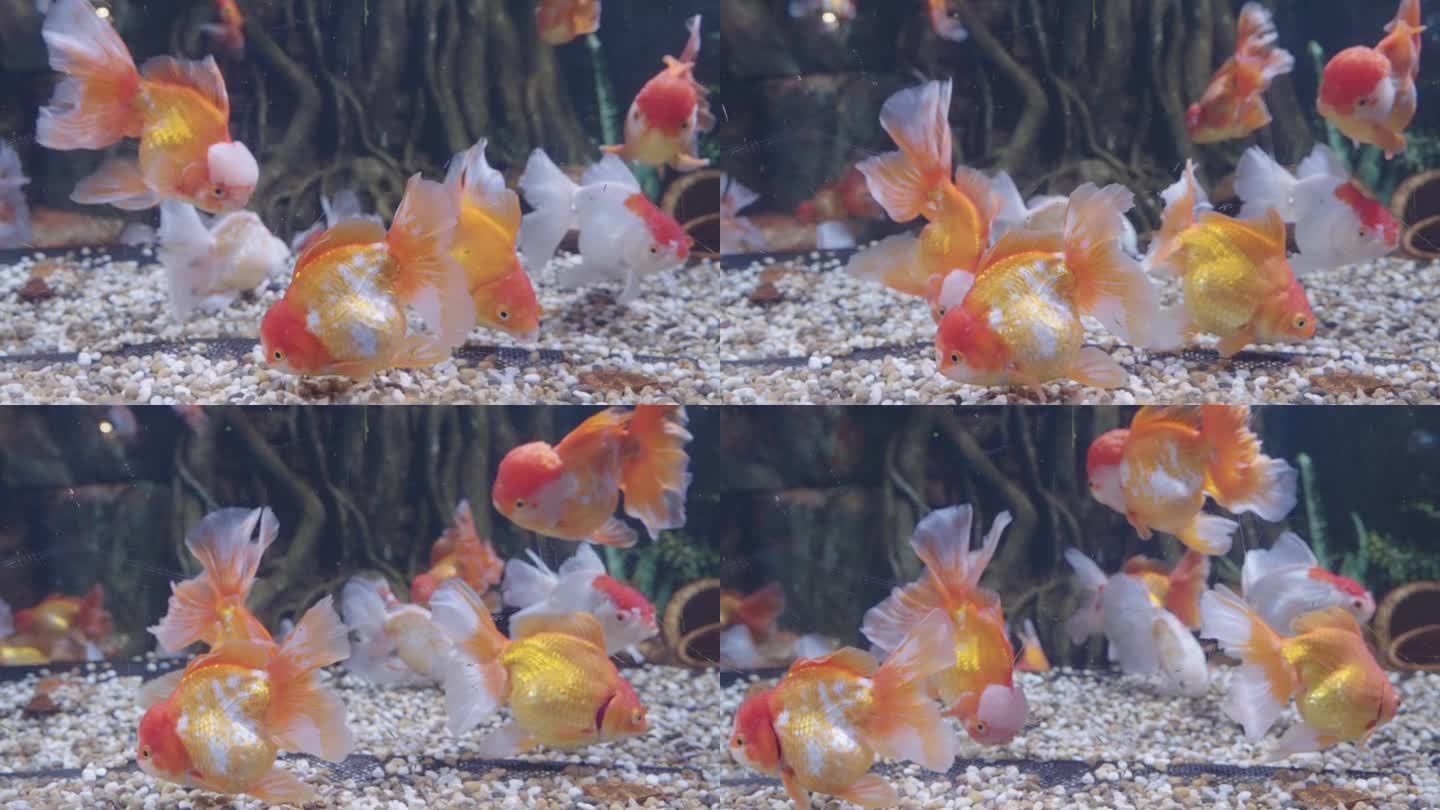 4k超级慢动作金鱼在鱼缸里游泳和放松。
一群美丽的水族宠物生活在玻璃鱼缸里。