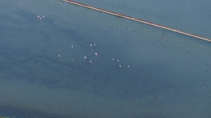 一群火烈鸟飞过保加利亚布尔加斯附近的盐沼。无人机航拍