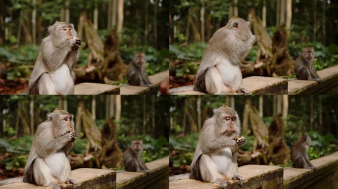 一个女孩在森林里喂猴子，猴子吃花生