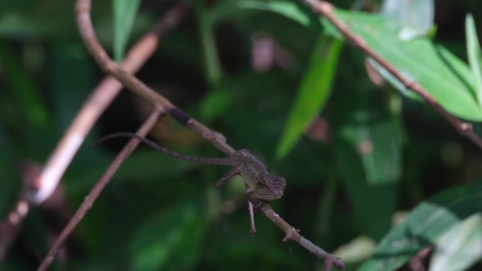 泰国，东方花园蜥蜴正凝视着镜头，在森林深处等待猎物的出现