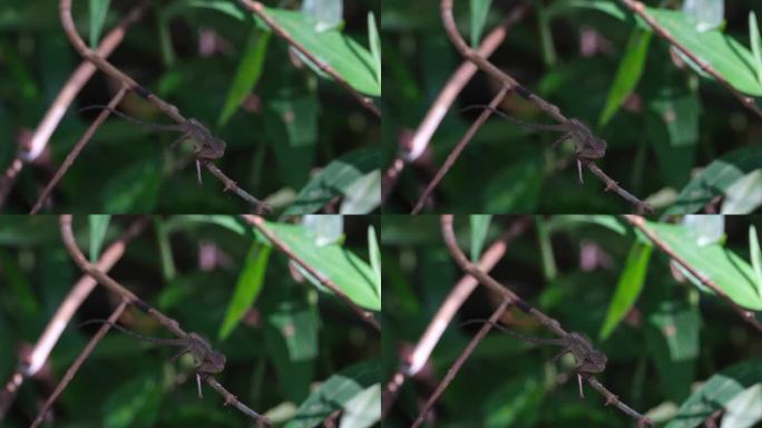 泰国，东方花园蜥蜴正凝视着镜头，在森林深处等待猎物的出现