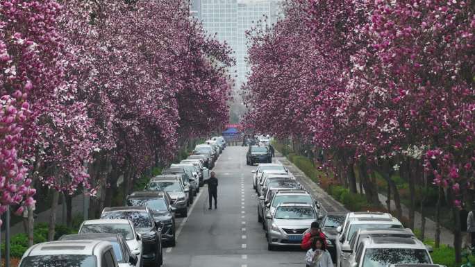 西安城市街道高新一路路边春天紫玉兰花开