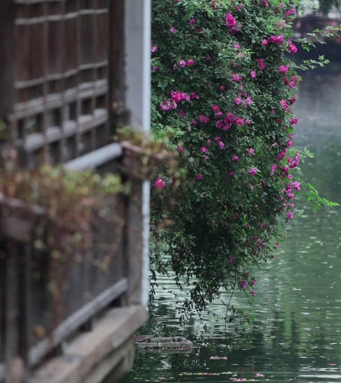 烟雨江南苏州雨中平江路