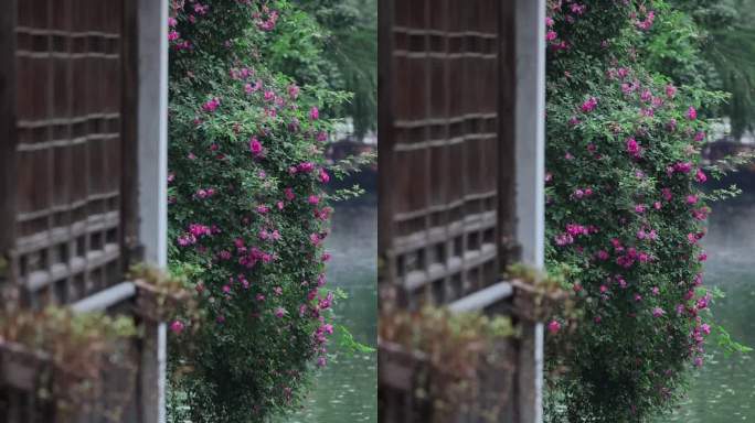 烟雨江南苏州雨中平江路