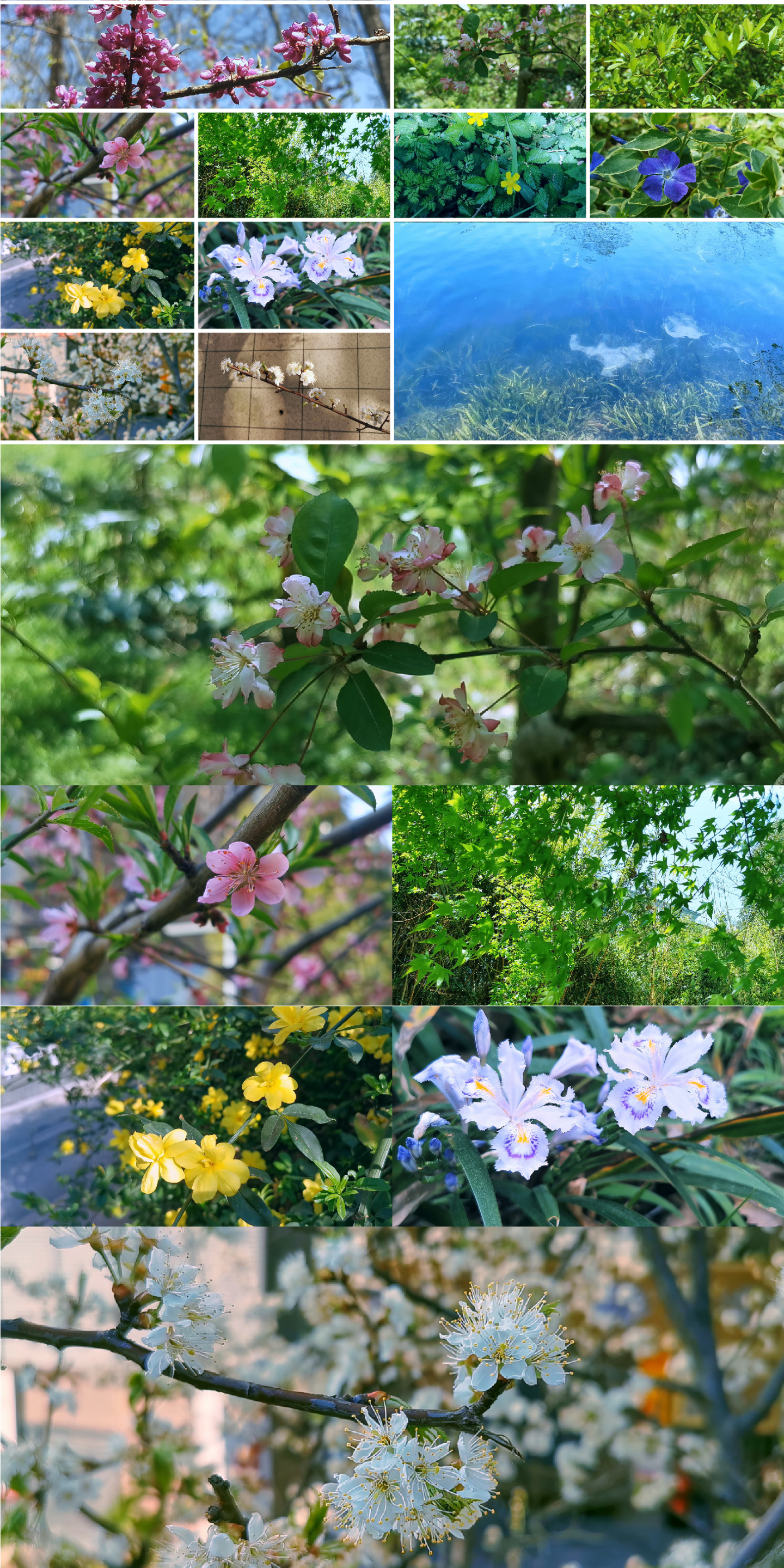 春天春色河水花开风景踏春