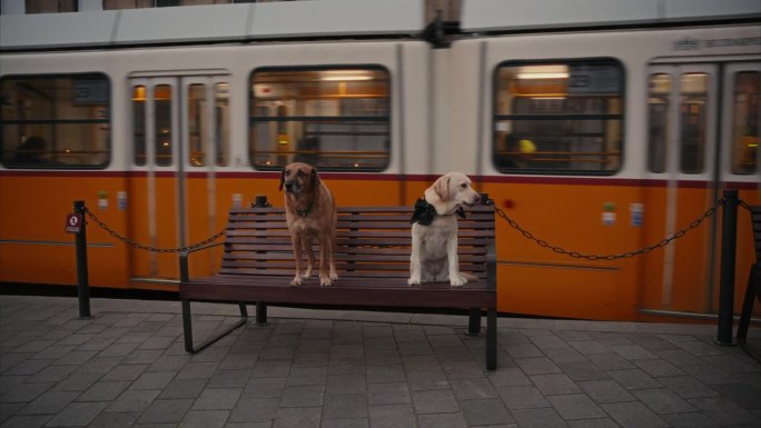 背景中有轨电车经过时，狗狗们坐在长椅上。匈牙利布达佩斯一辆旧电车的电影镜头，傍晚的城市景观，欧洲建筑